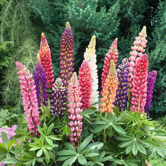 Lupine Flower Seeds (Mixed Color).